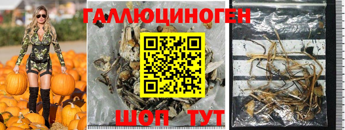 Галлюциногенные грибы Psilocybe  Галлюциногенные грибы Psilocybine cubensis  Балаково 